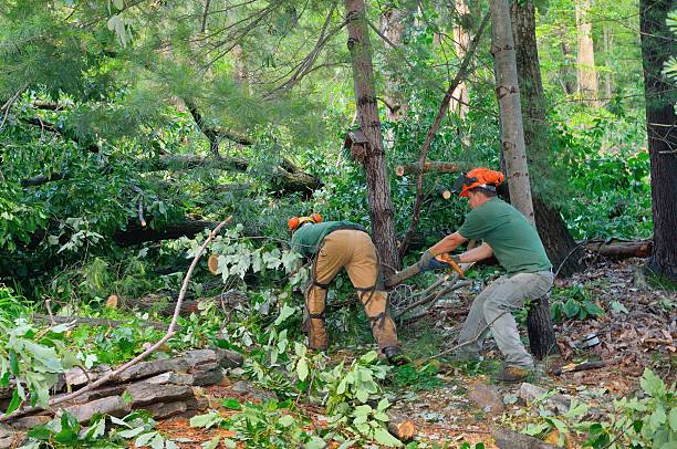 Trusted Batavia, OH Tree Service Experts